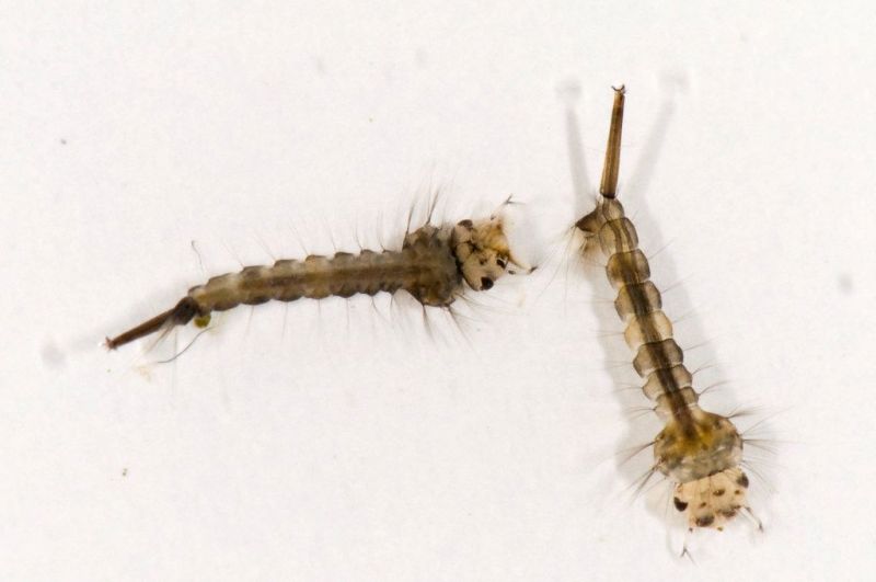 Mosquito Larvae