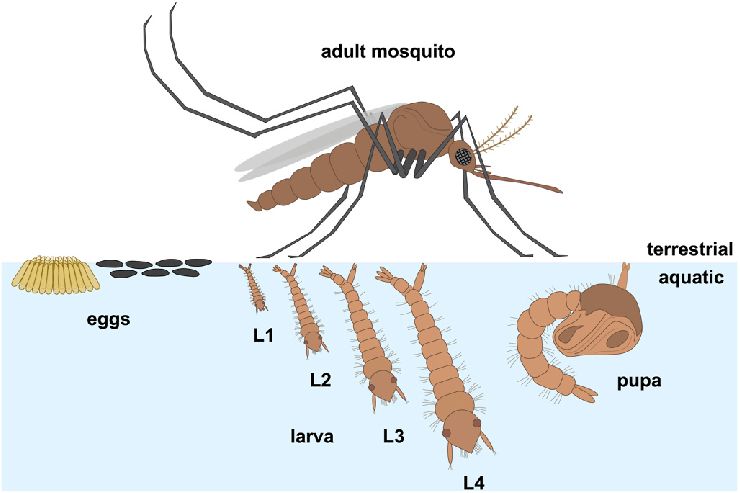 Mosquito Life Cycle 4 Life Stages