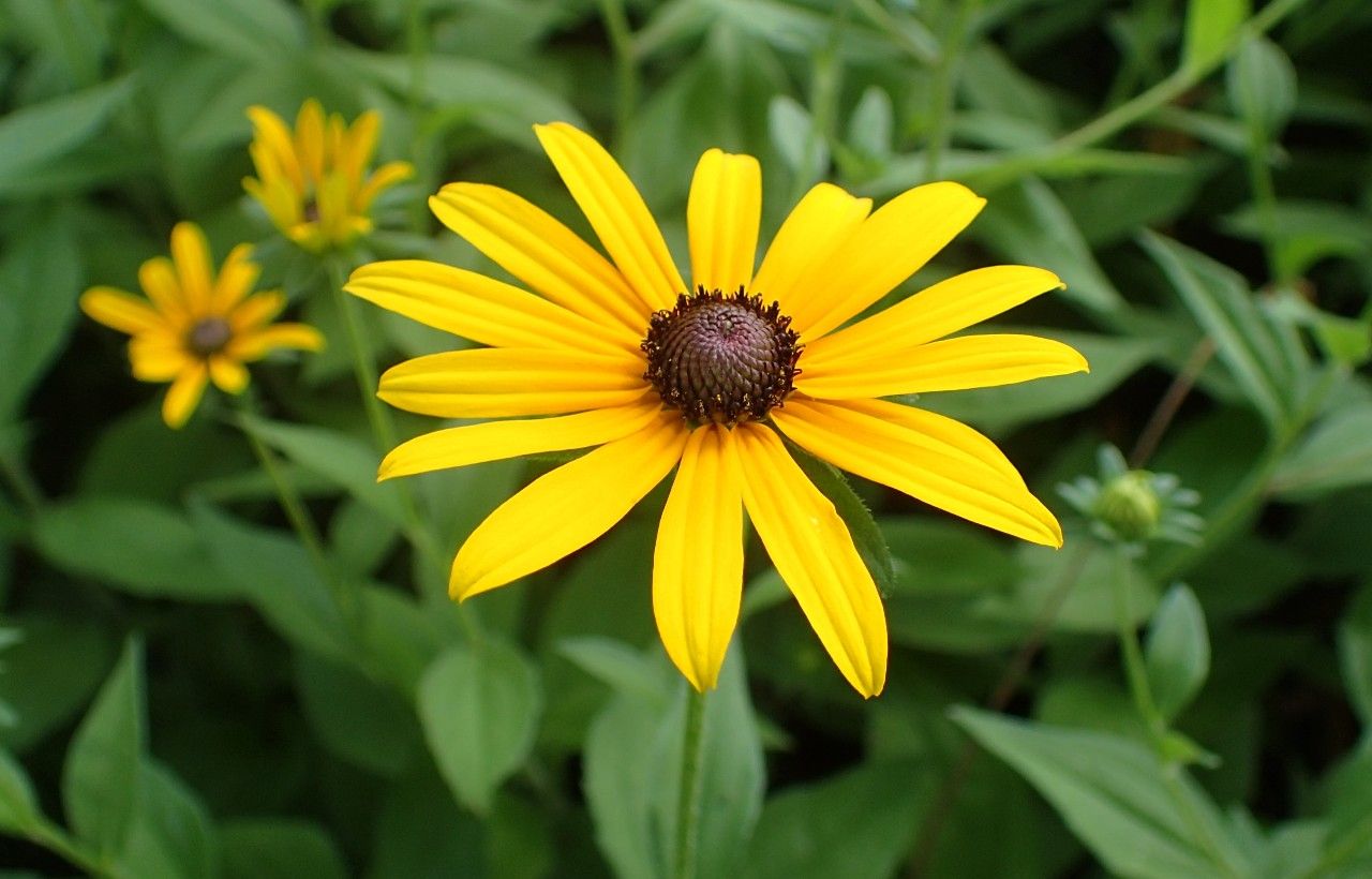 Black-Eyed Susan