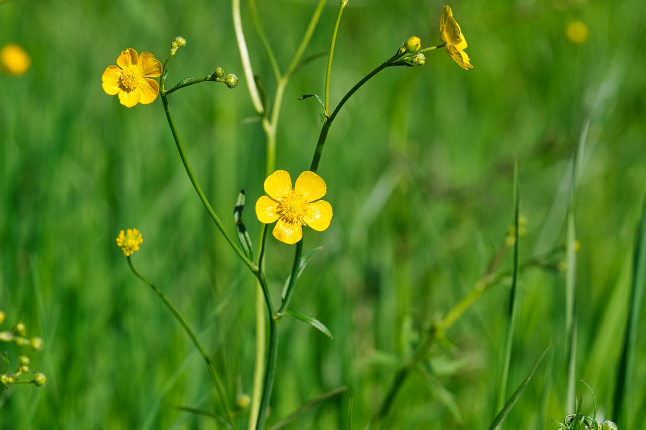 Buttercups