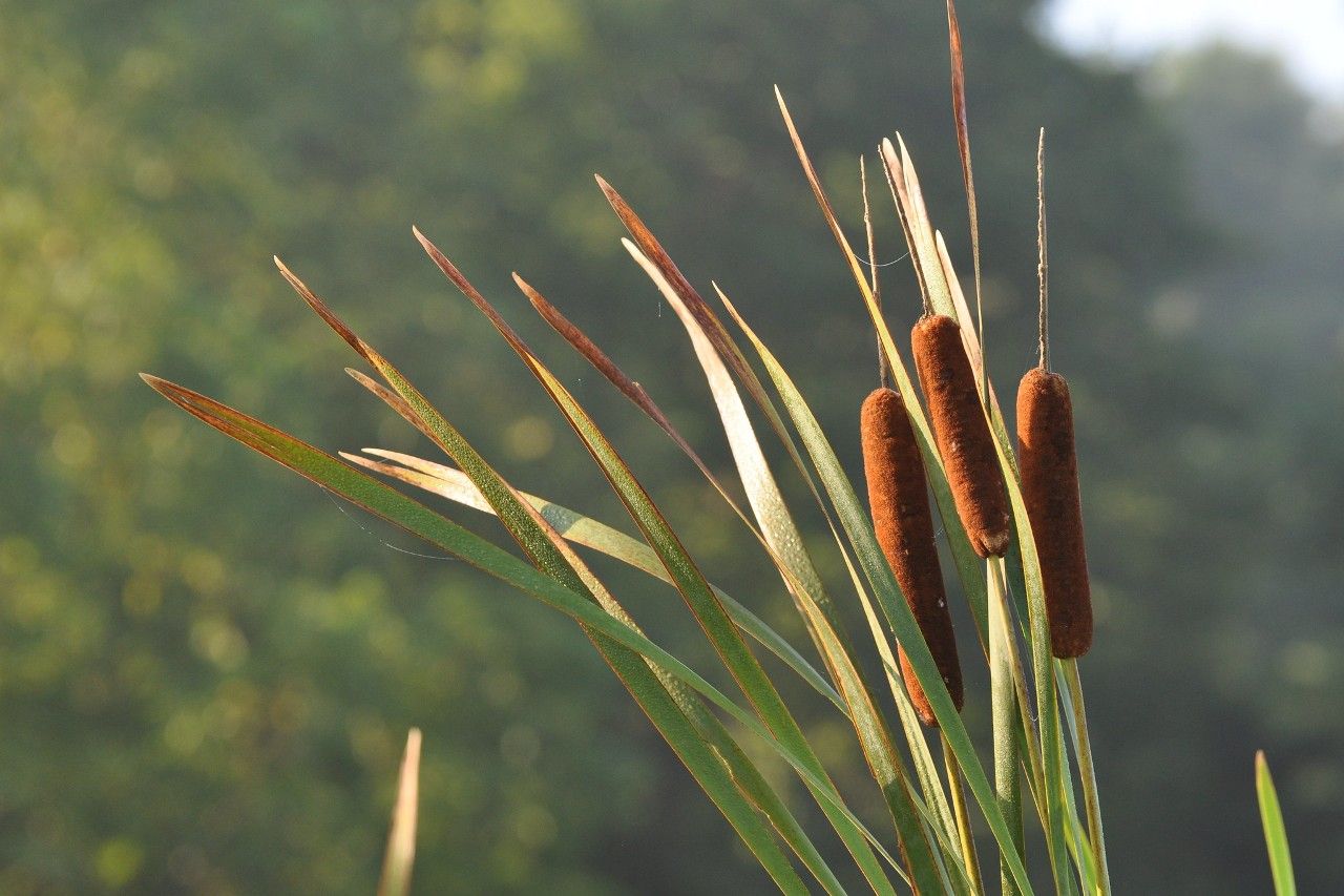 Cattail Plant