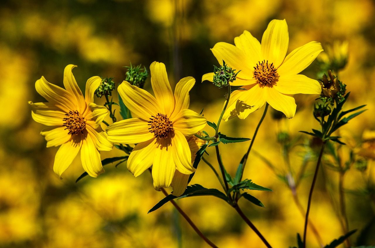 Coreopsis Flower