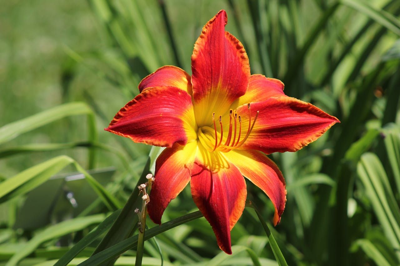 Day Lily Flower