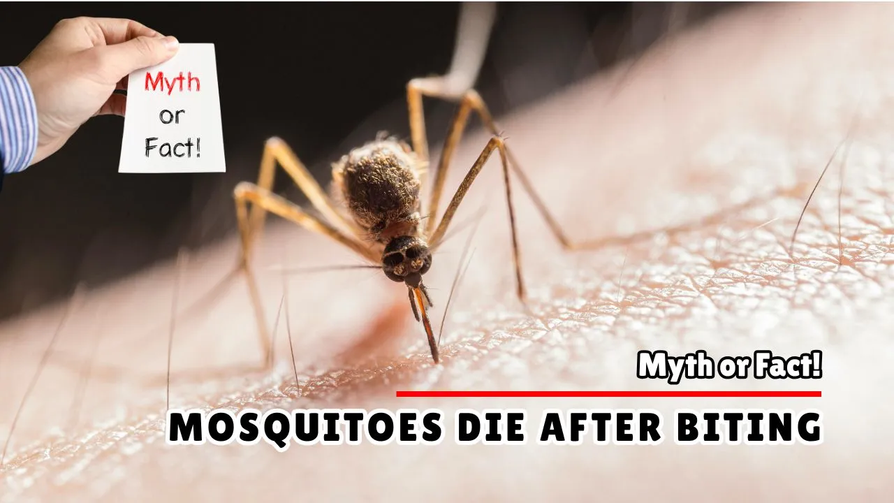 Do Mosquitoes Die After Biting