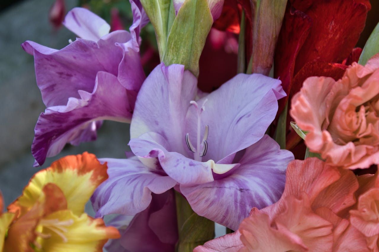 Gladiolus Flowers