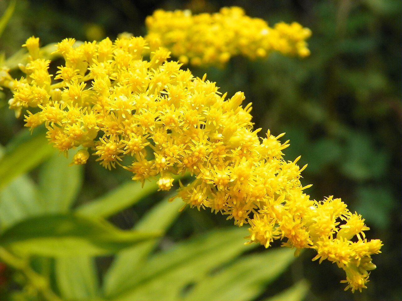Goldenrod