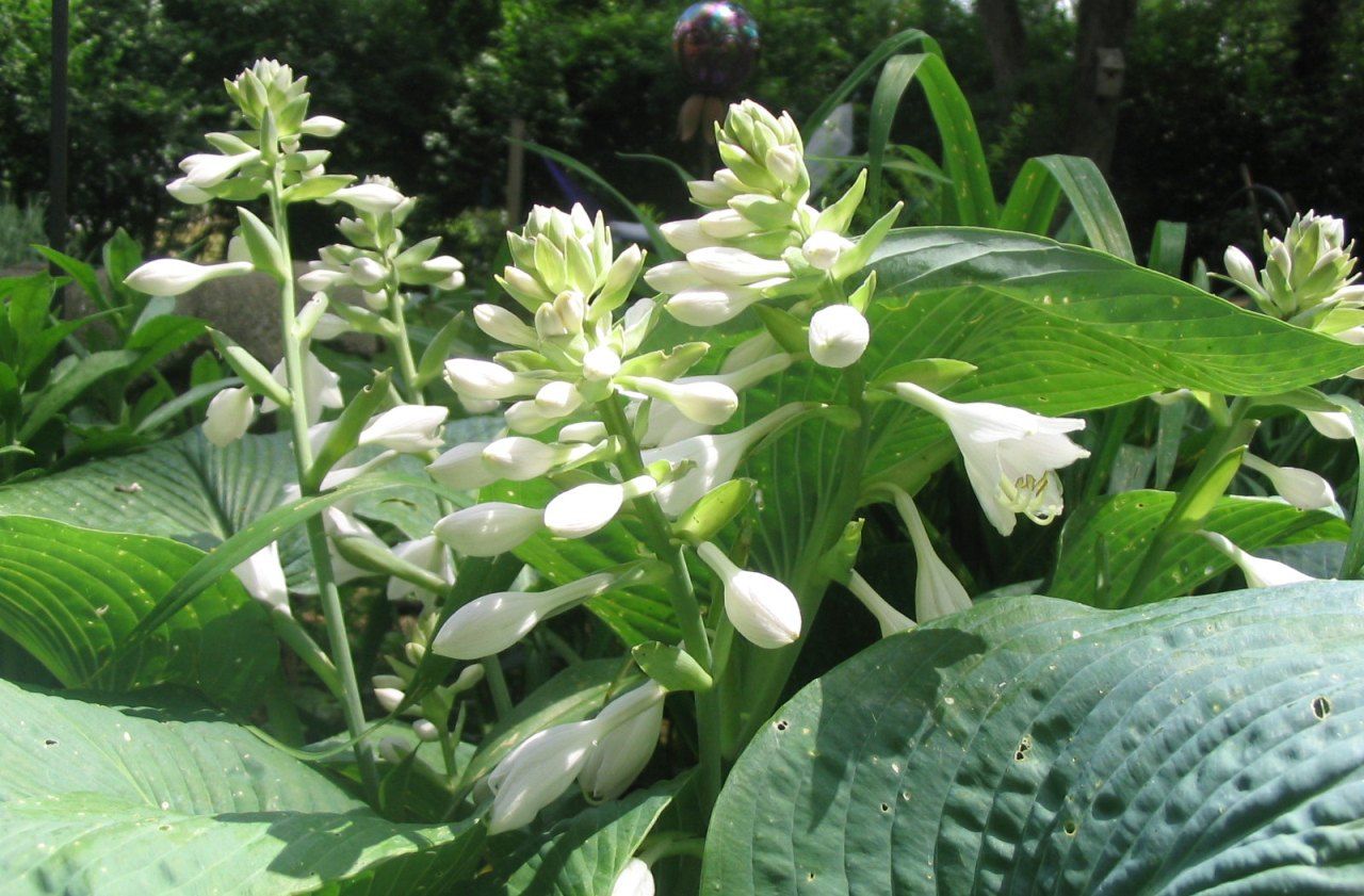 Hosta Flowers