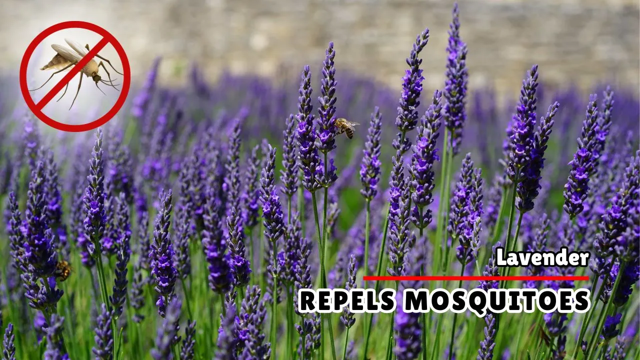 How Does Lavender Repels Mosquitoes Away
