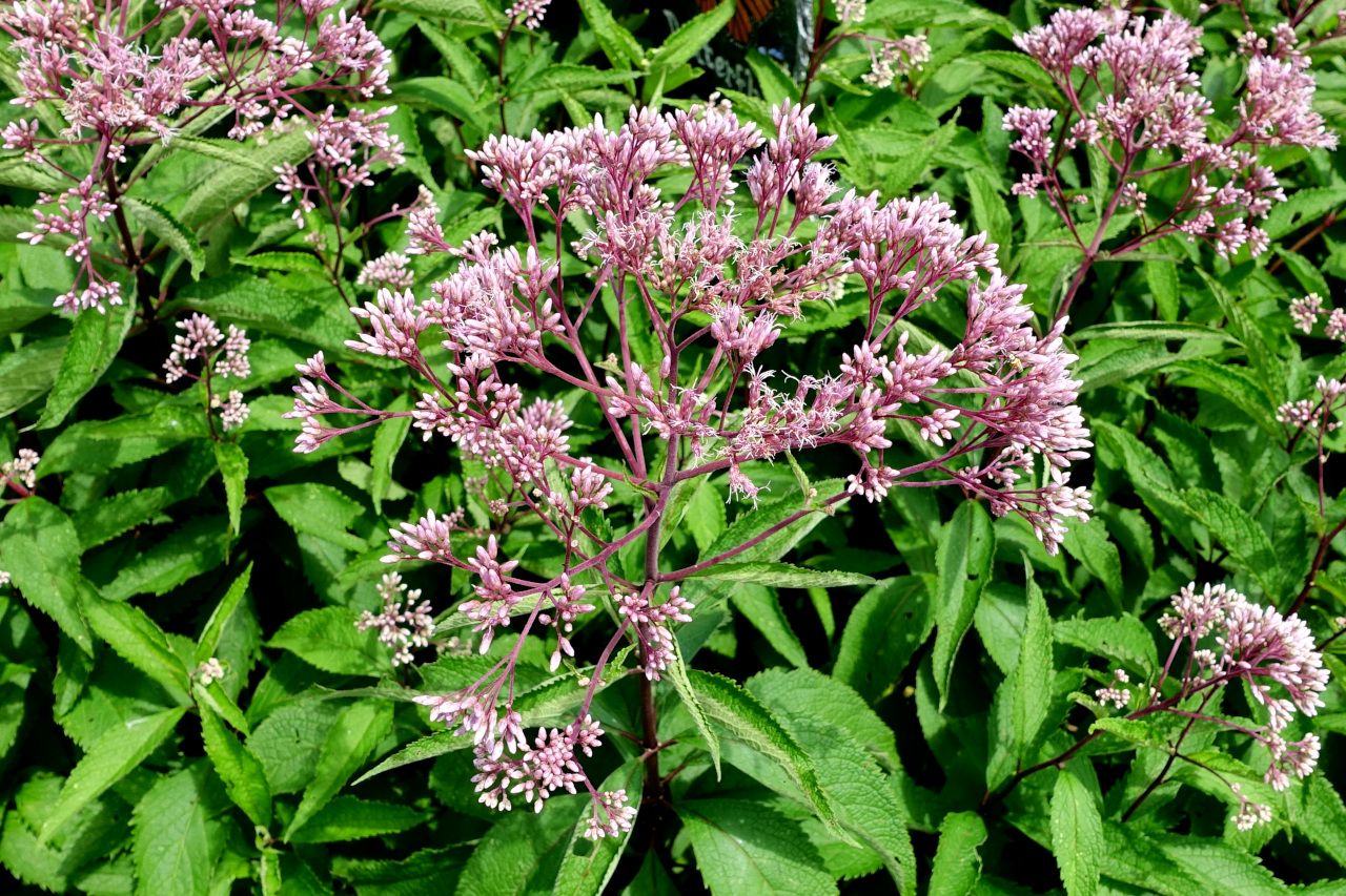 Joe-Pye Weed
