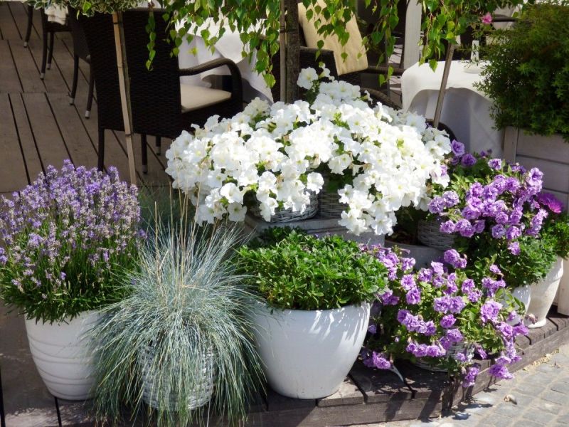 Lavender Flower pot in your Patio
