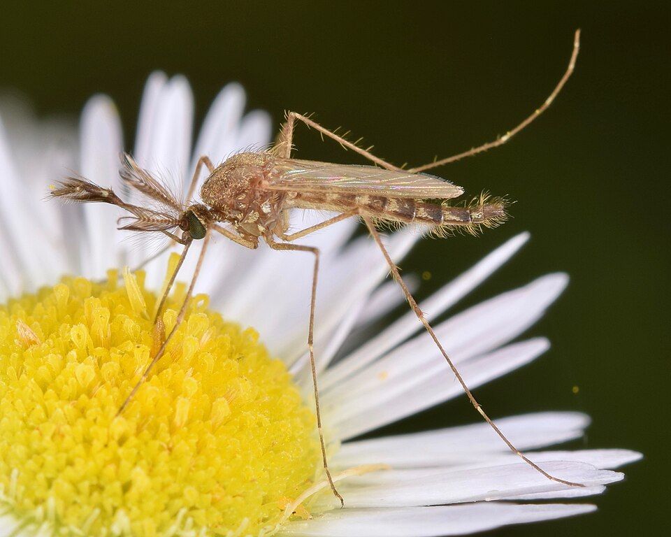 Mosquito on Flower for Nectar