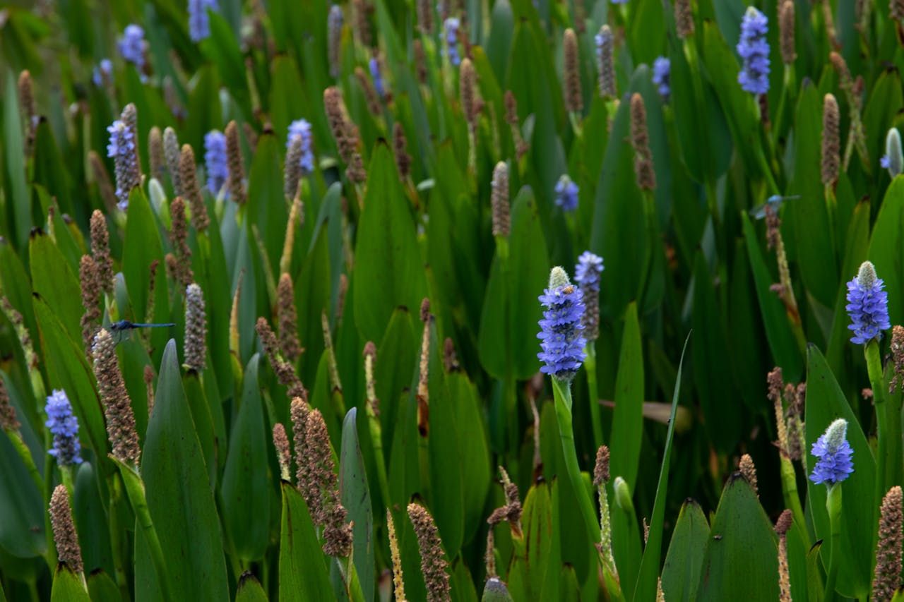Pickerelweed