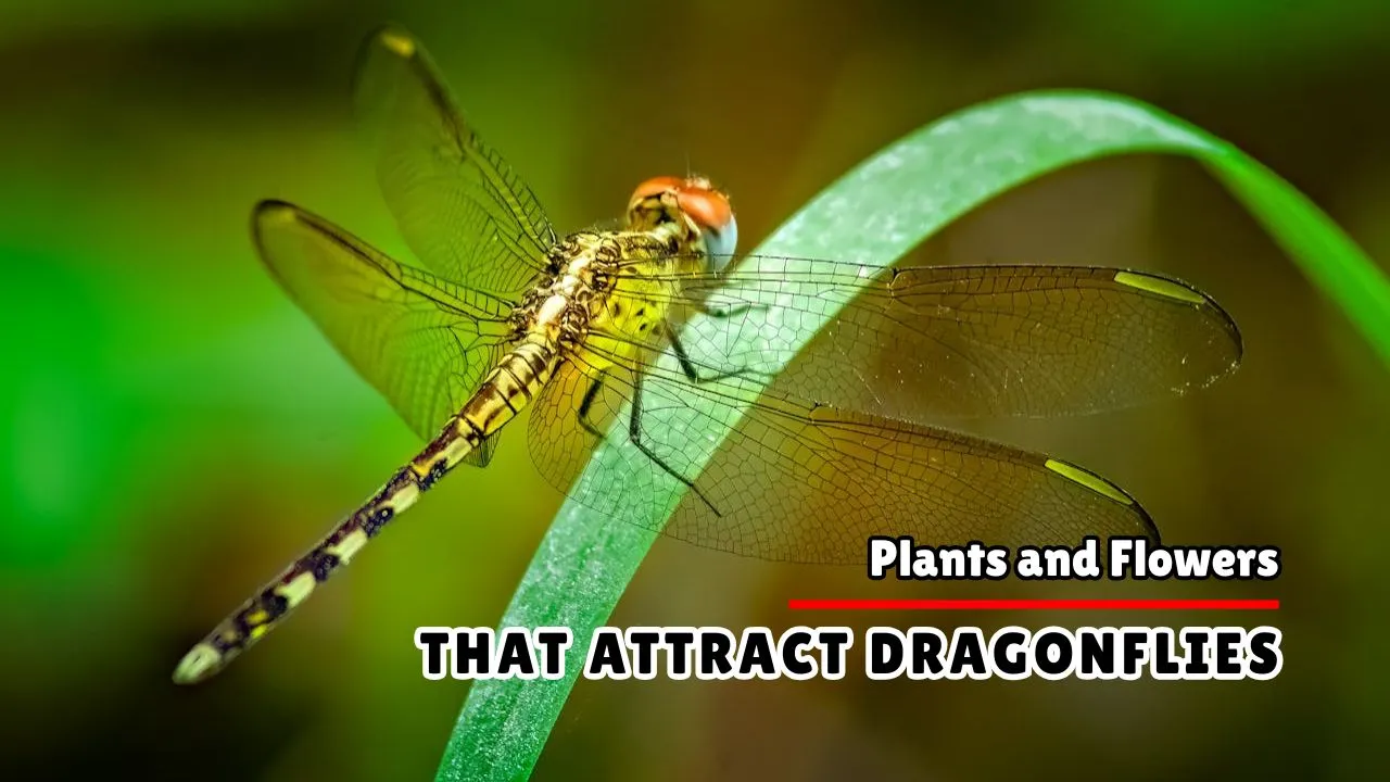 Plants That Attract Dragonflies to Your Garden