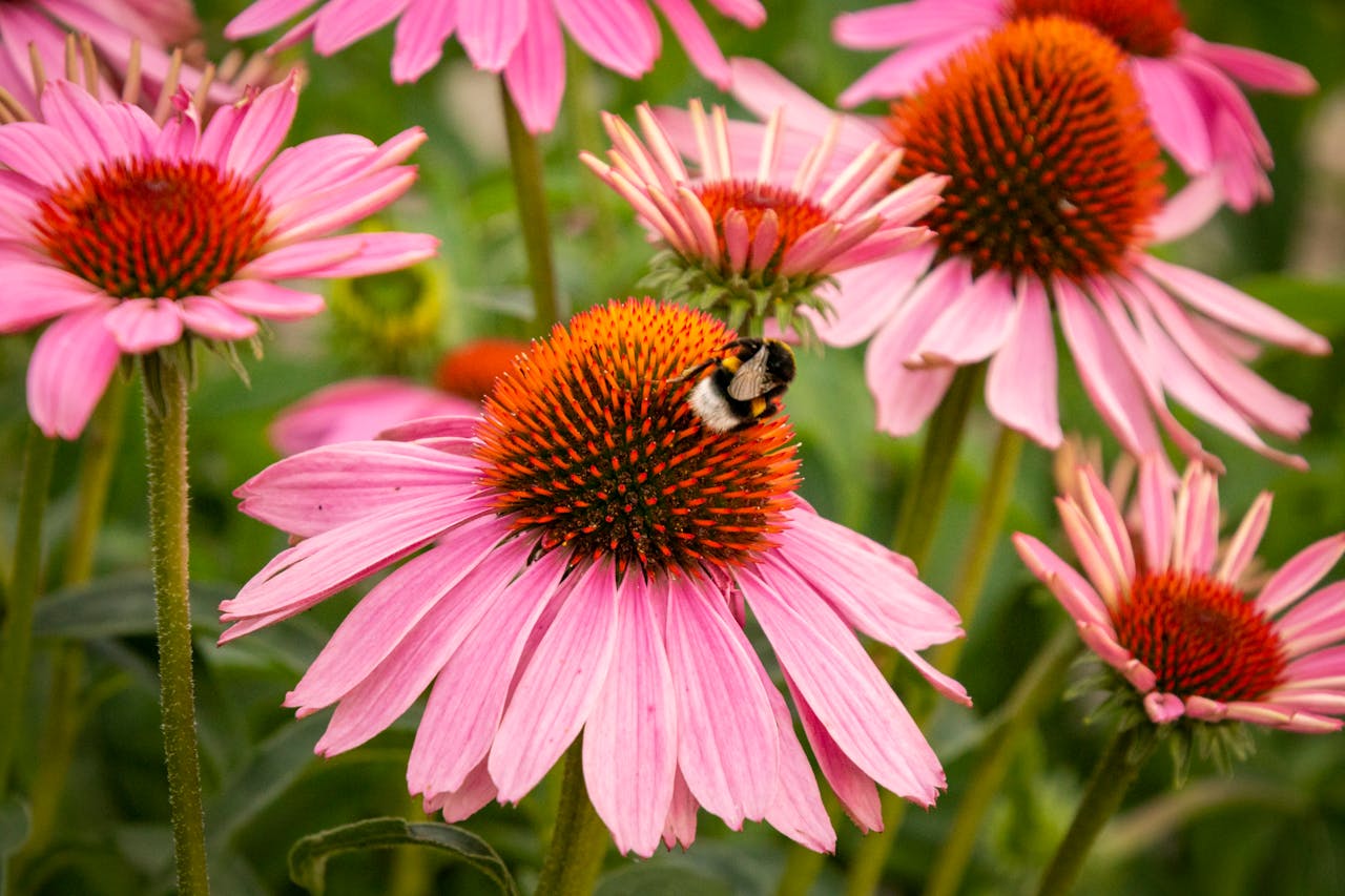 Purple Coneflower