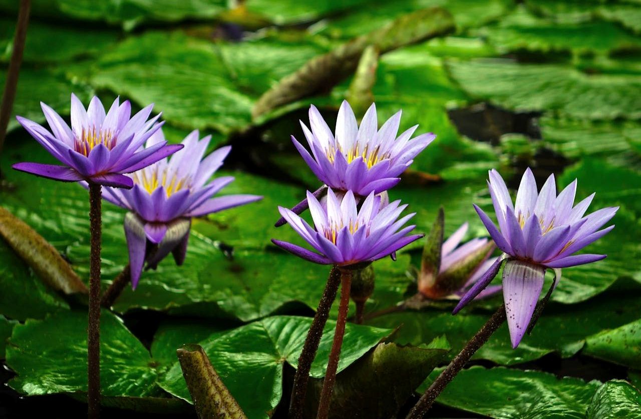 Purple Water Lily