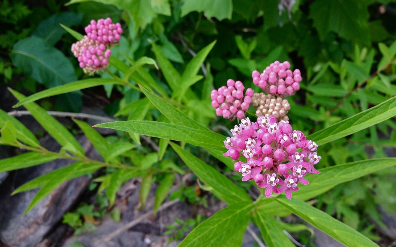 Swamp Milkweed