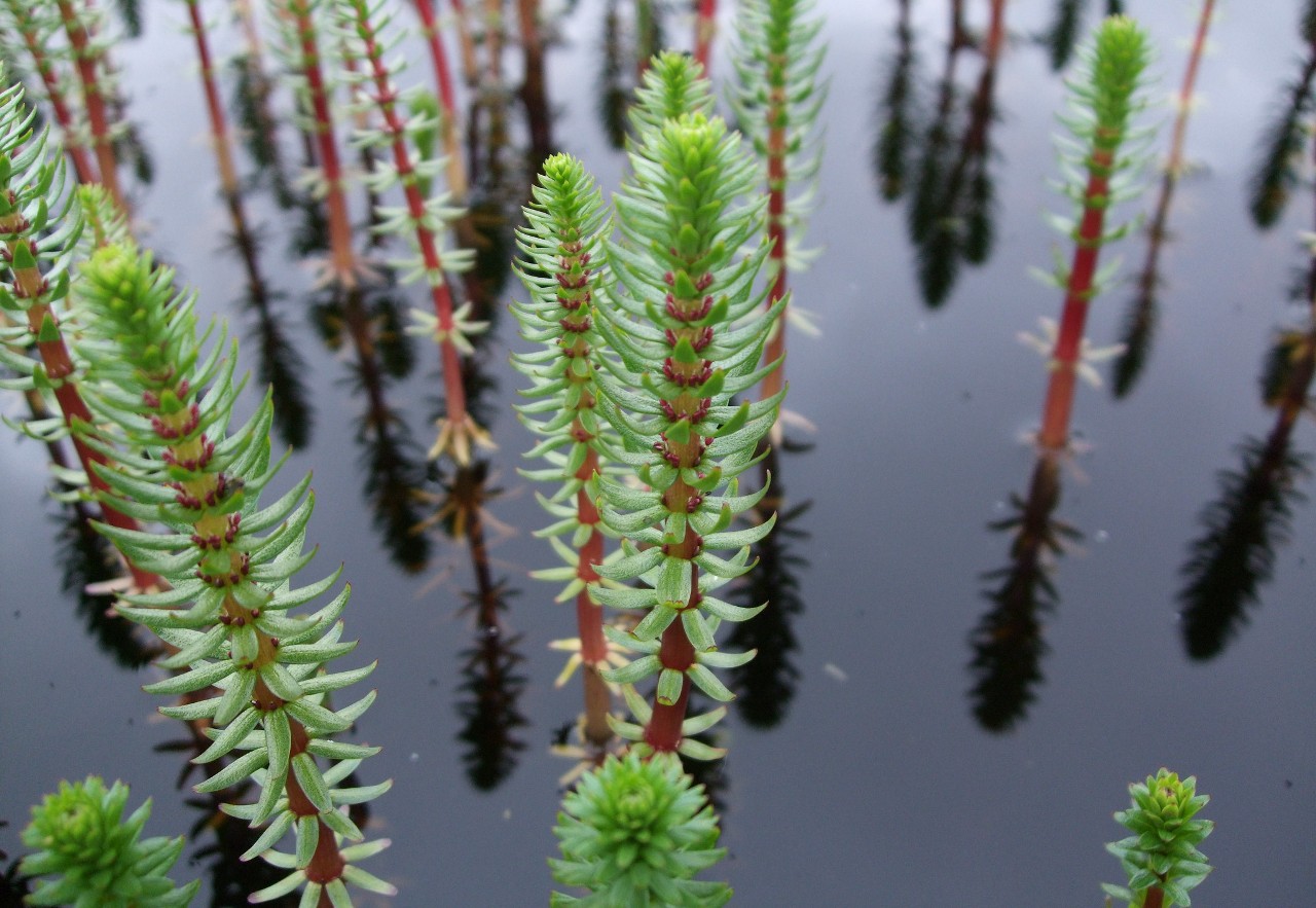 Water Horsetail