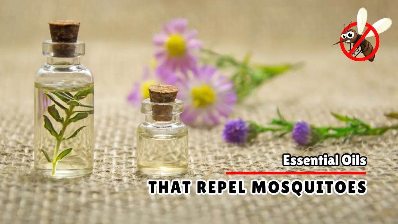 What Essential Oils Repel Mosquitoes