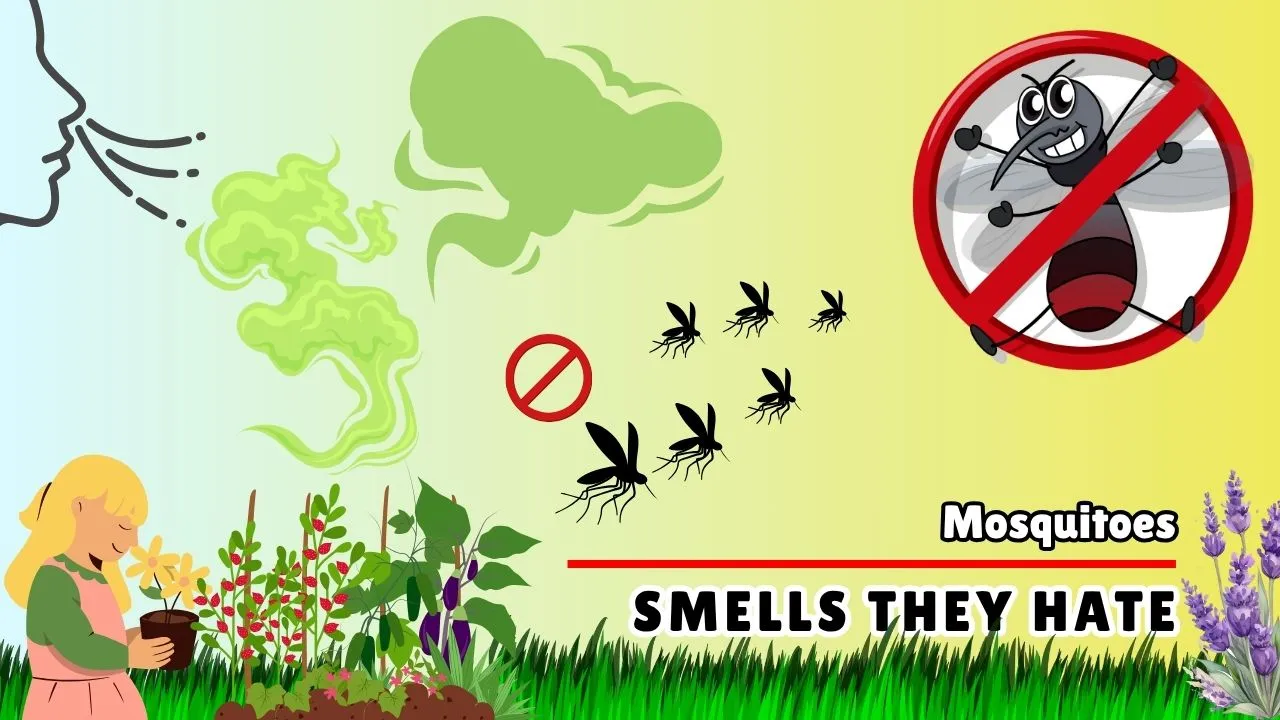 What Smells Do Mosquitoes Hate