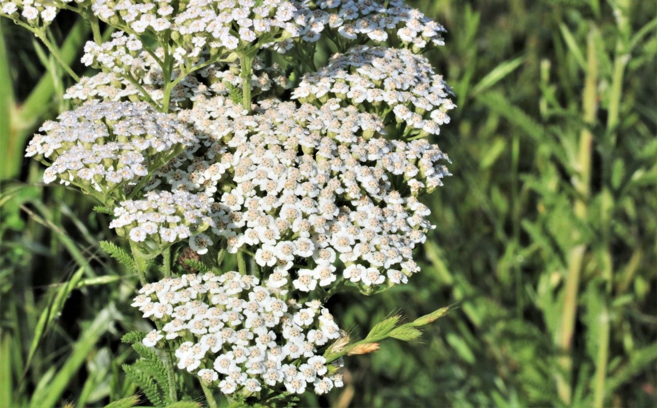 White Yarrow