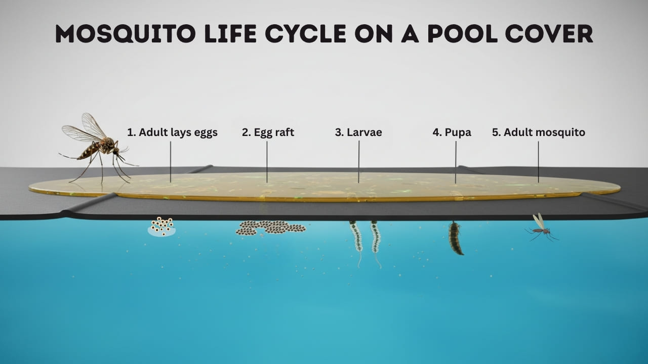 Mosquito Life Cycle on a Pool Cover