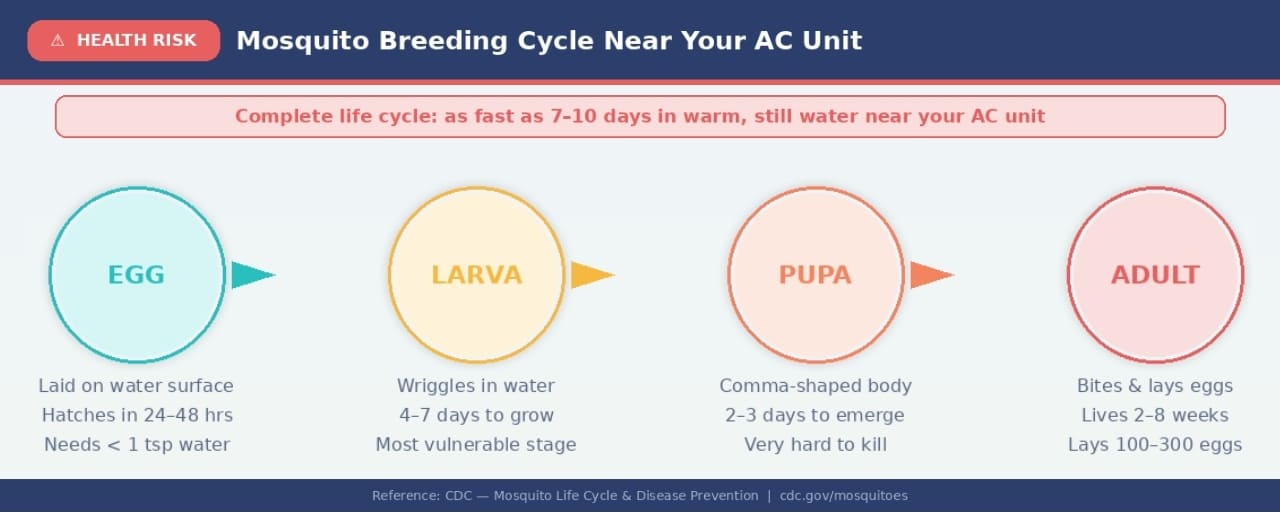 Mosquito life cycle — from egg to biting adult in 7 days
