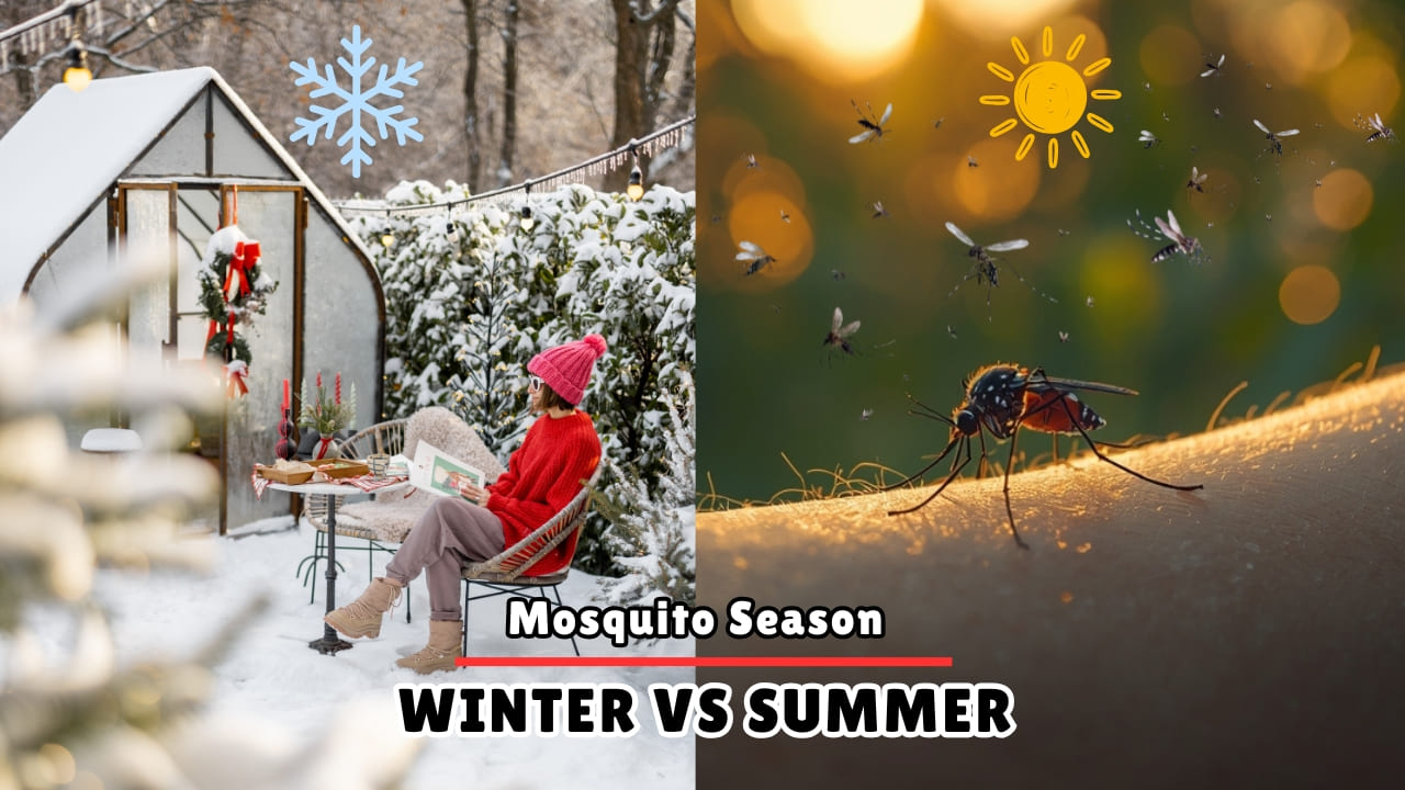 What Happens to Mosquitoes in Winter Why They Come Out in Summer and Only When It’s Hot