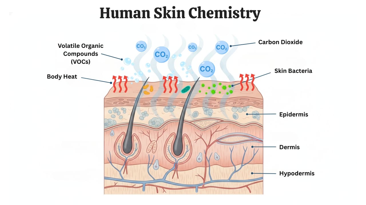 Cross sectional view of human skin showing skin chemistry responsible for mosquito attraction