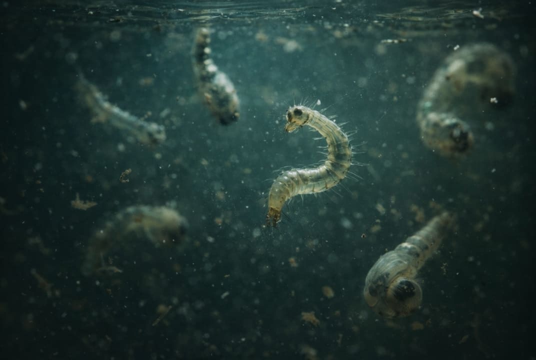 Endocrine Disruption of Larvae in a Bucket of Doom
