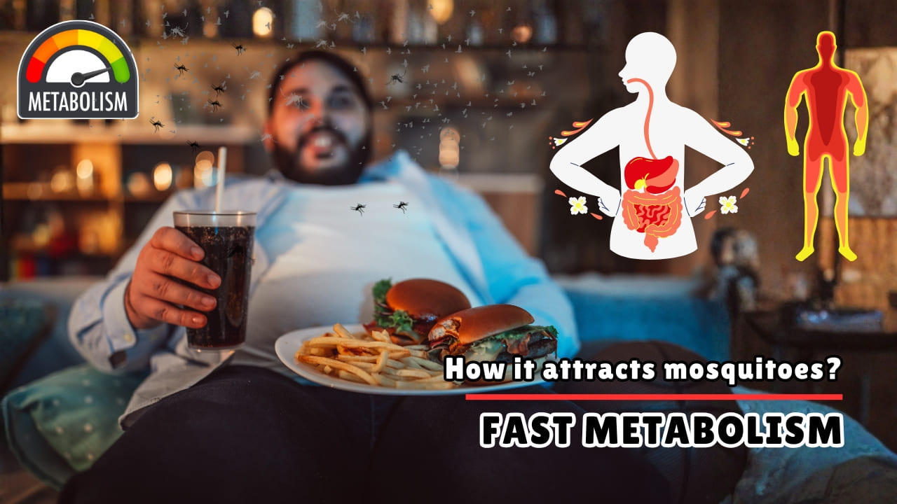 How Fast Metabolism Attracts Mosquitoes