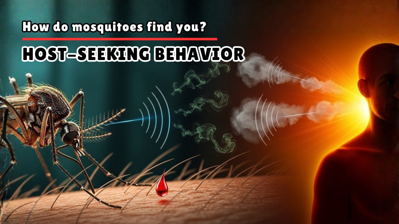 How Mosquitoes Find Their Targets - Mosquito's Host-Seeking Behavior