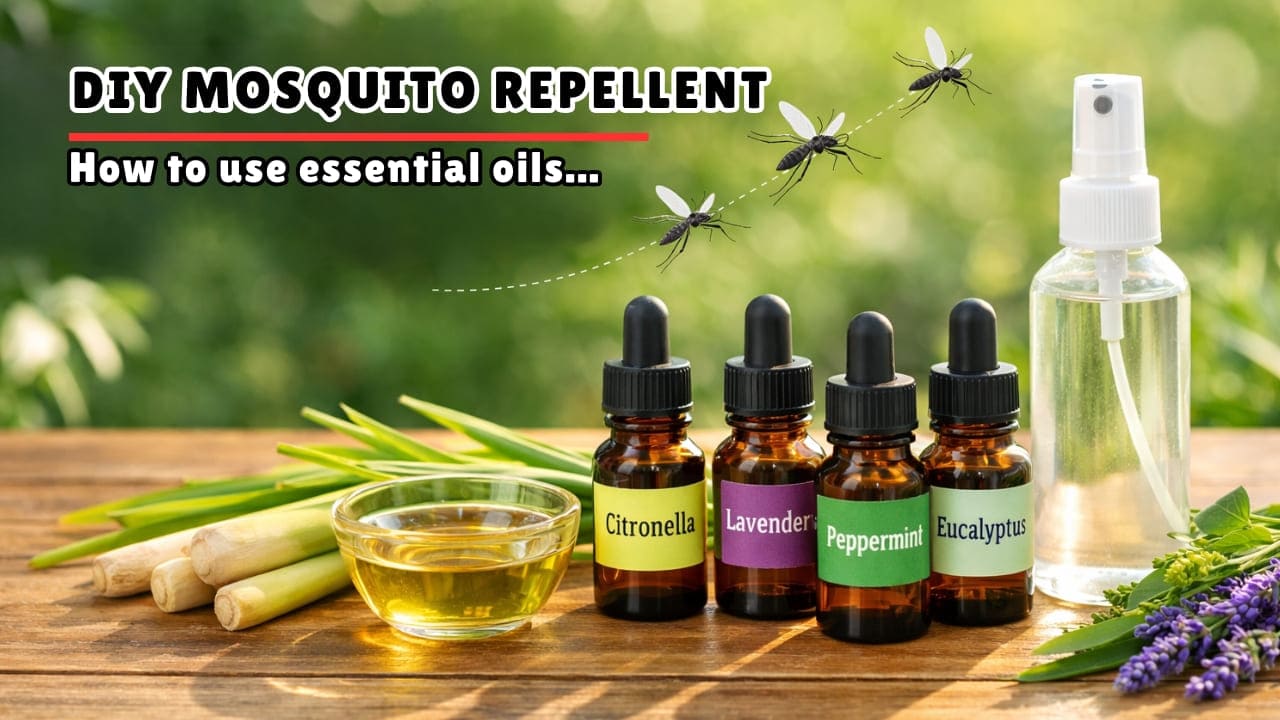 How to Use Essential Oils to Repel Mosquitoes