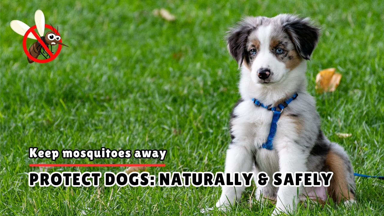 How to keep mosquitoes away from dogs