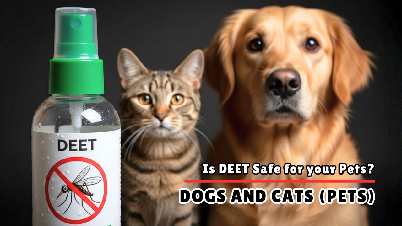 Is DEET Safe for Dogs and Cats