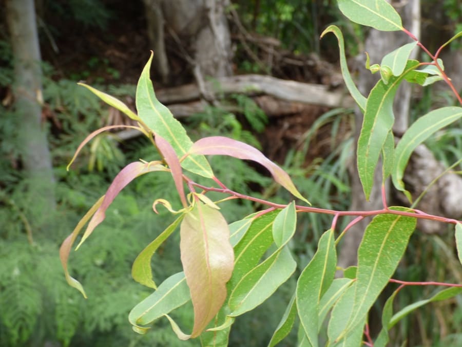 Lemon eucalyptus — scientific name Corymbia citriodora