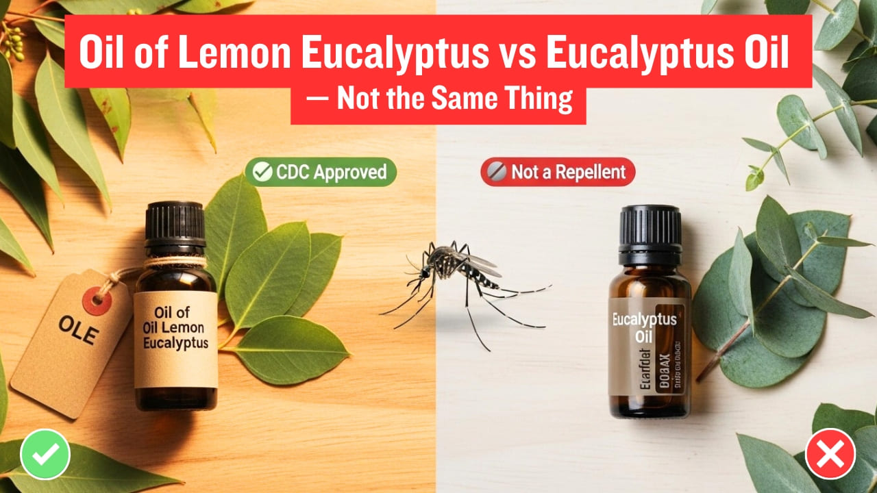 Oil of Lemon Eucalyptus vs Eucalyptus Oil - Are They Different