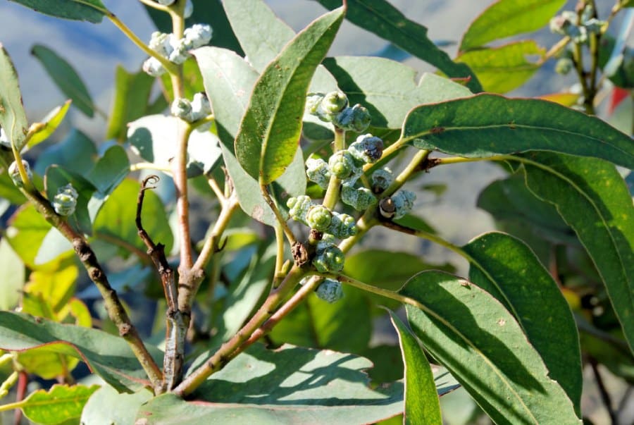 Regular Eucalyptus — Scientific name Eucalyptus globulus