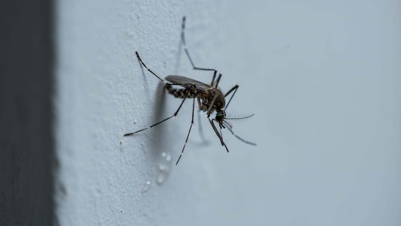 Suppressed Inactive Mosquito in AC Room