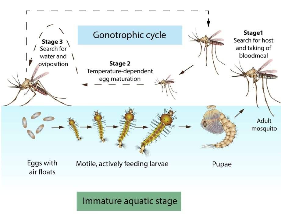 The Gonotrophic Cycle and Reproductive Biology