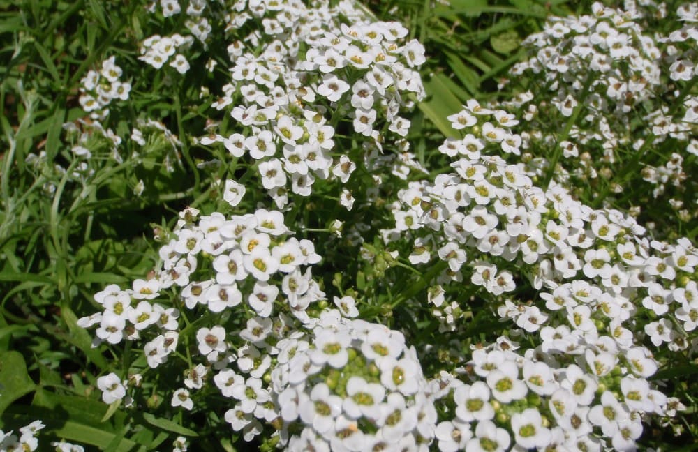Alyssum (Lobularia maritima)