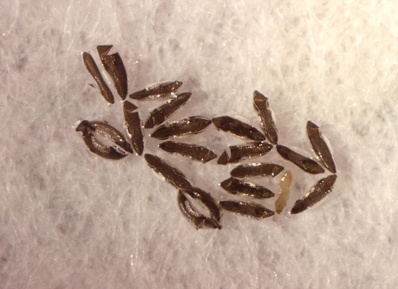 Anopheles Mosquito Eggs