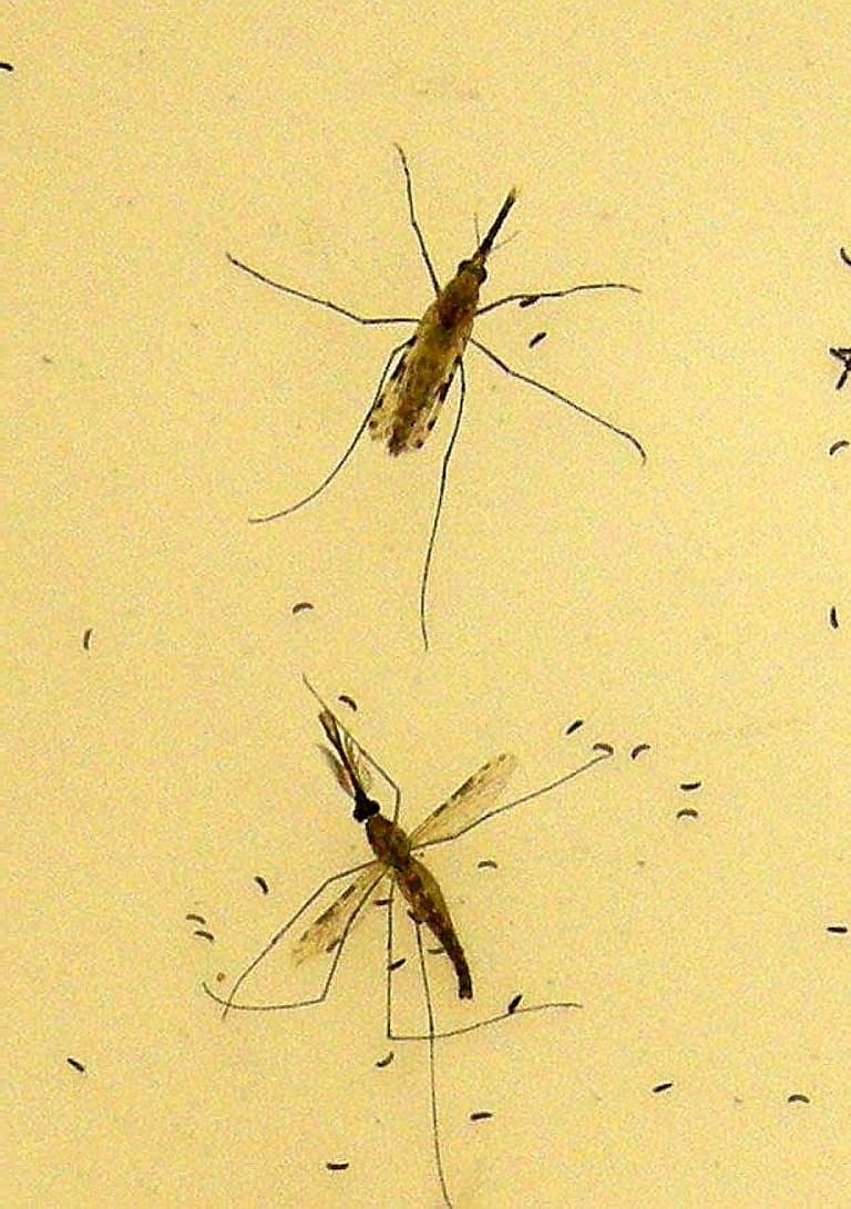 Anopheles Mosquito Laying Eggs