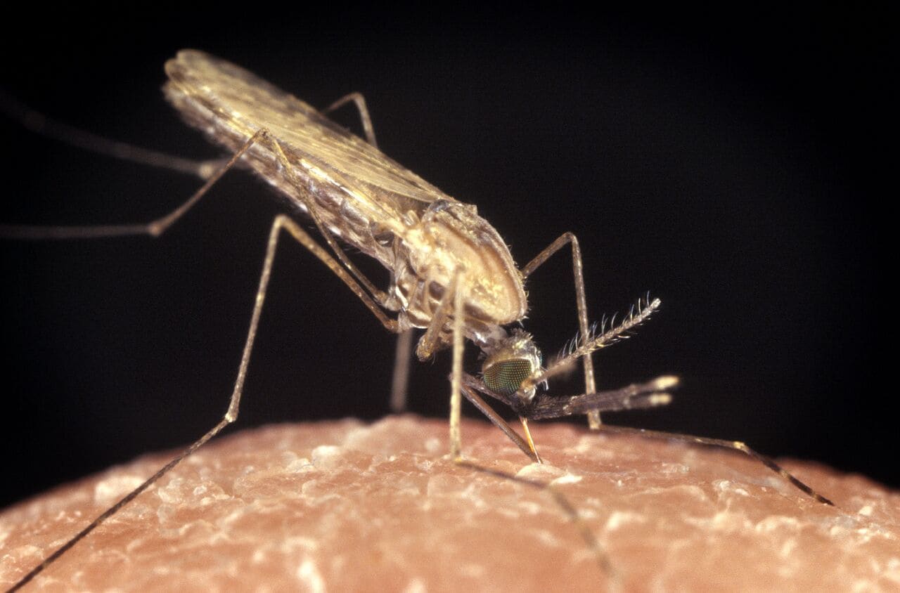Anopheles gambiae