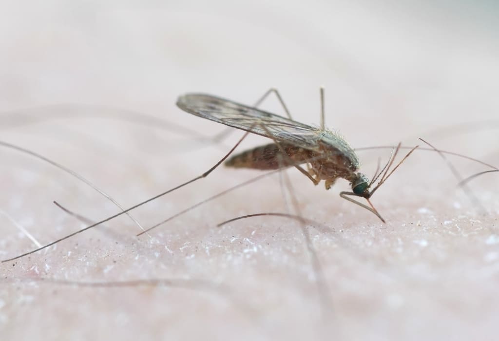 Anopheles maculipennis