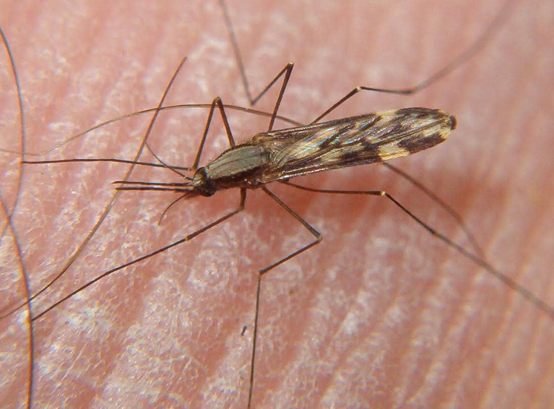 Anopheles punctipennis