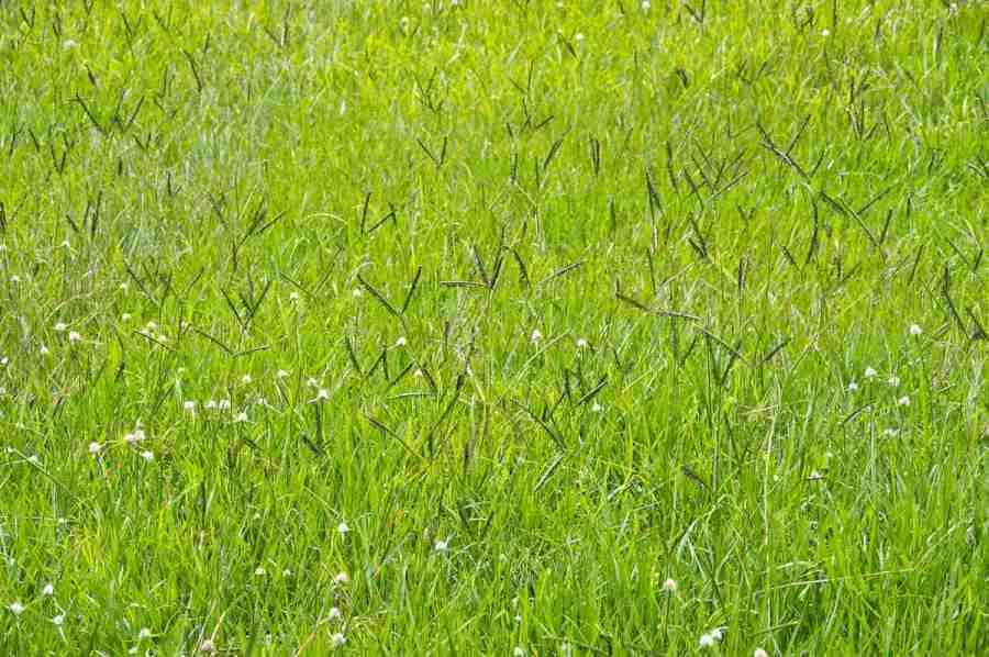 Bahia Grass