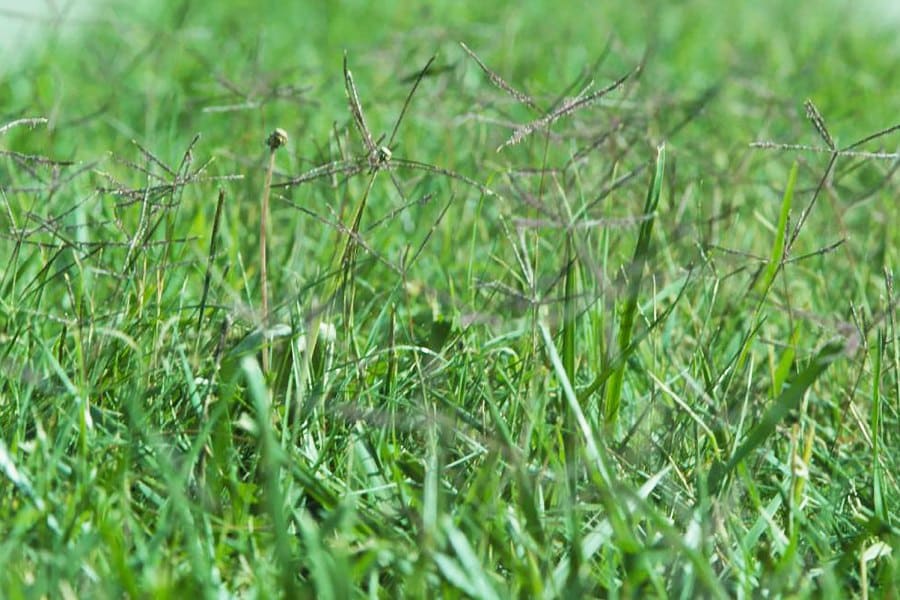 Bermuda Grass