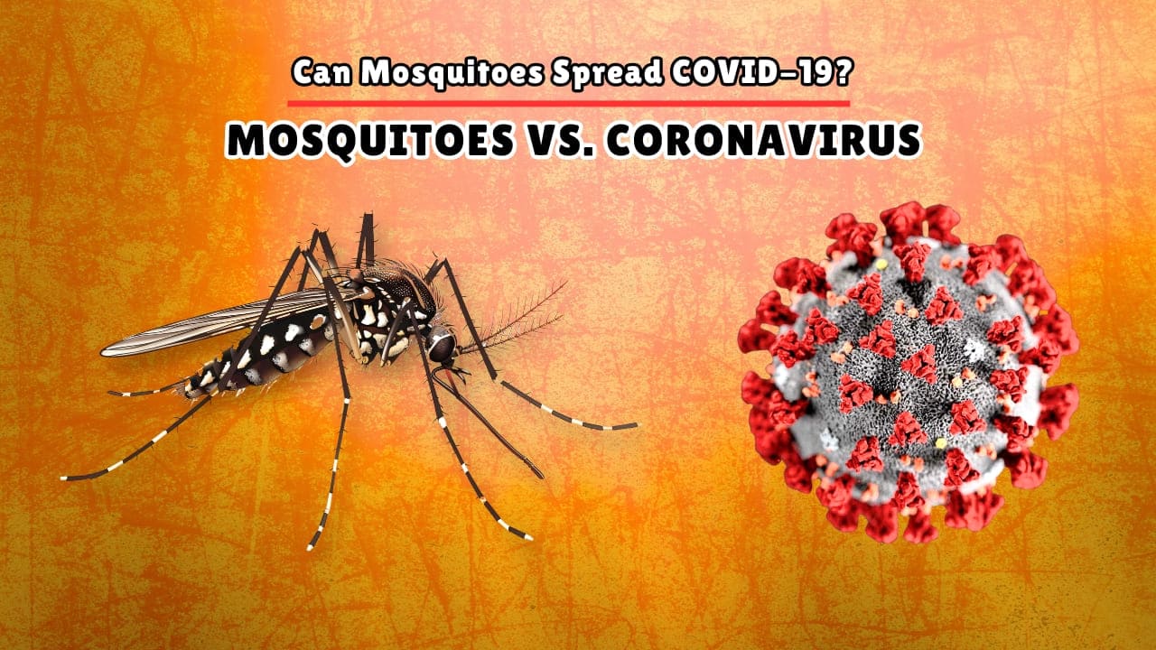Can Mosquitoes Spread COVID-19 Coronavirus