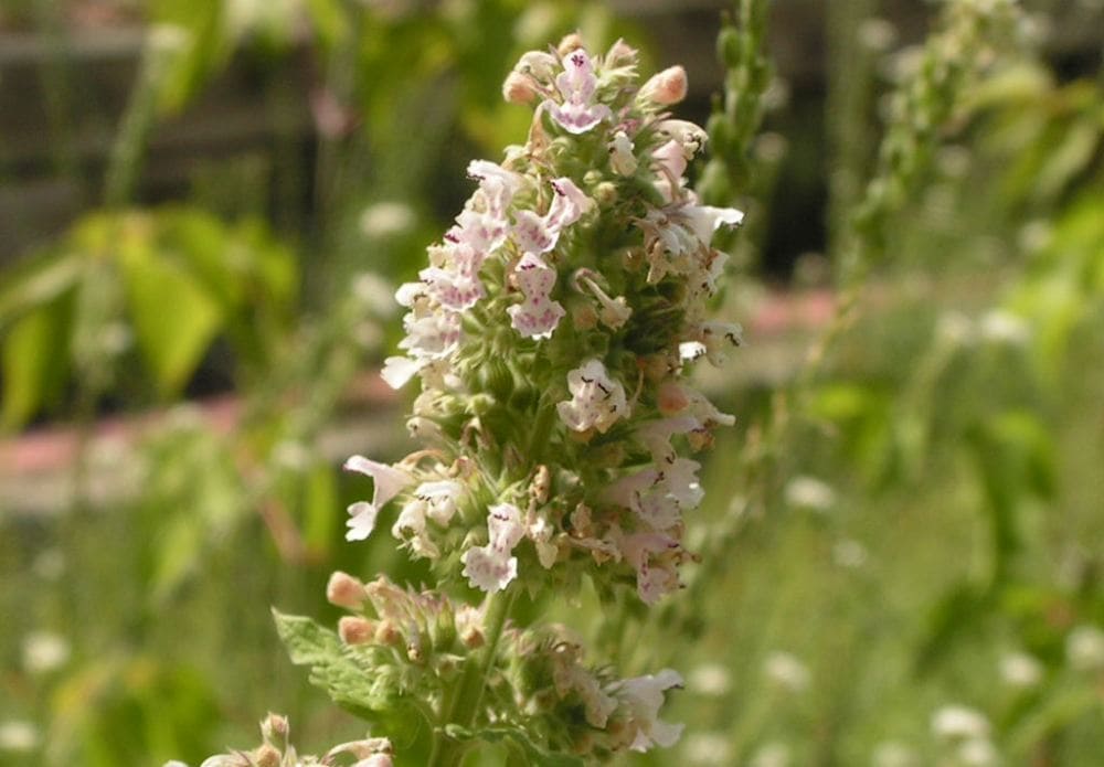 Catnip (Nepeta cataria)