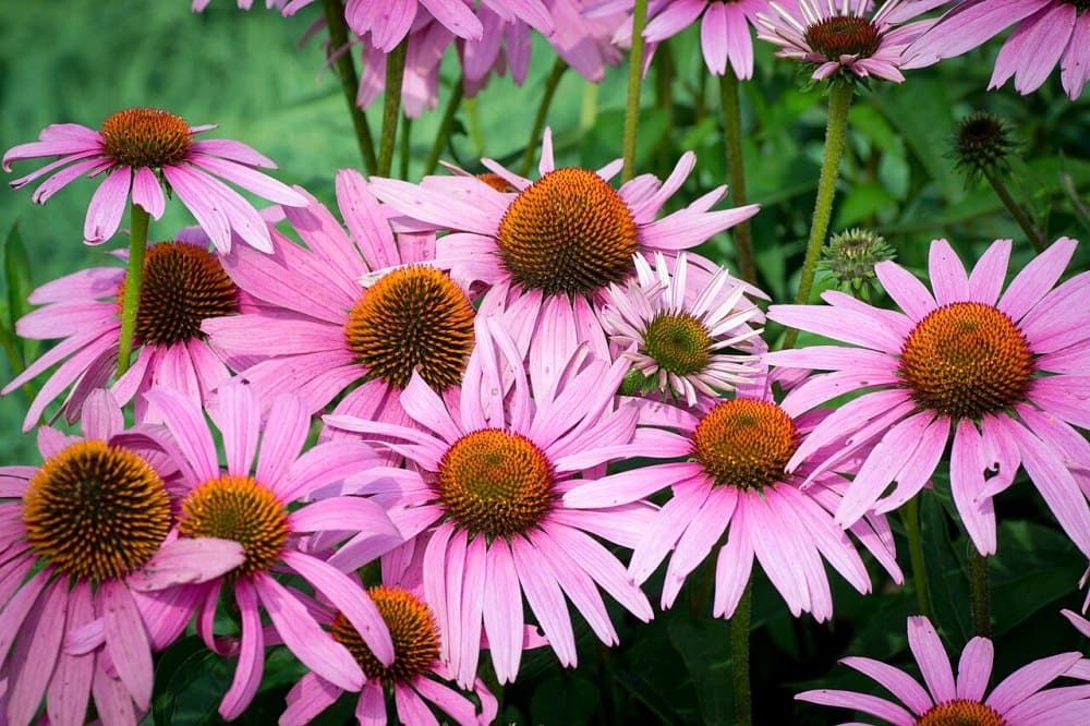 Coneflower  Purple Coneflower (Echinacea purpurea)